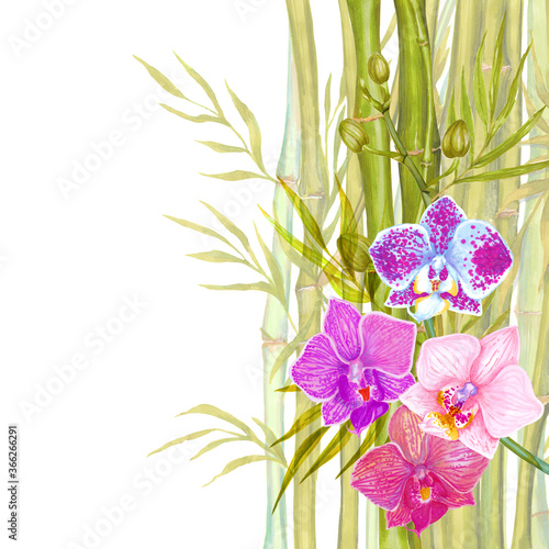 Fototapeta Naklejka Na Ścianę i Meble -  Watercolor bamboo branches, leaves with orchid flower background.