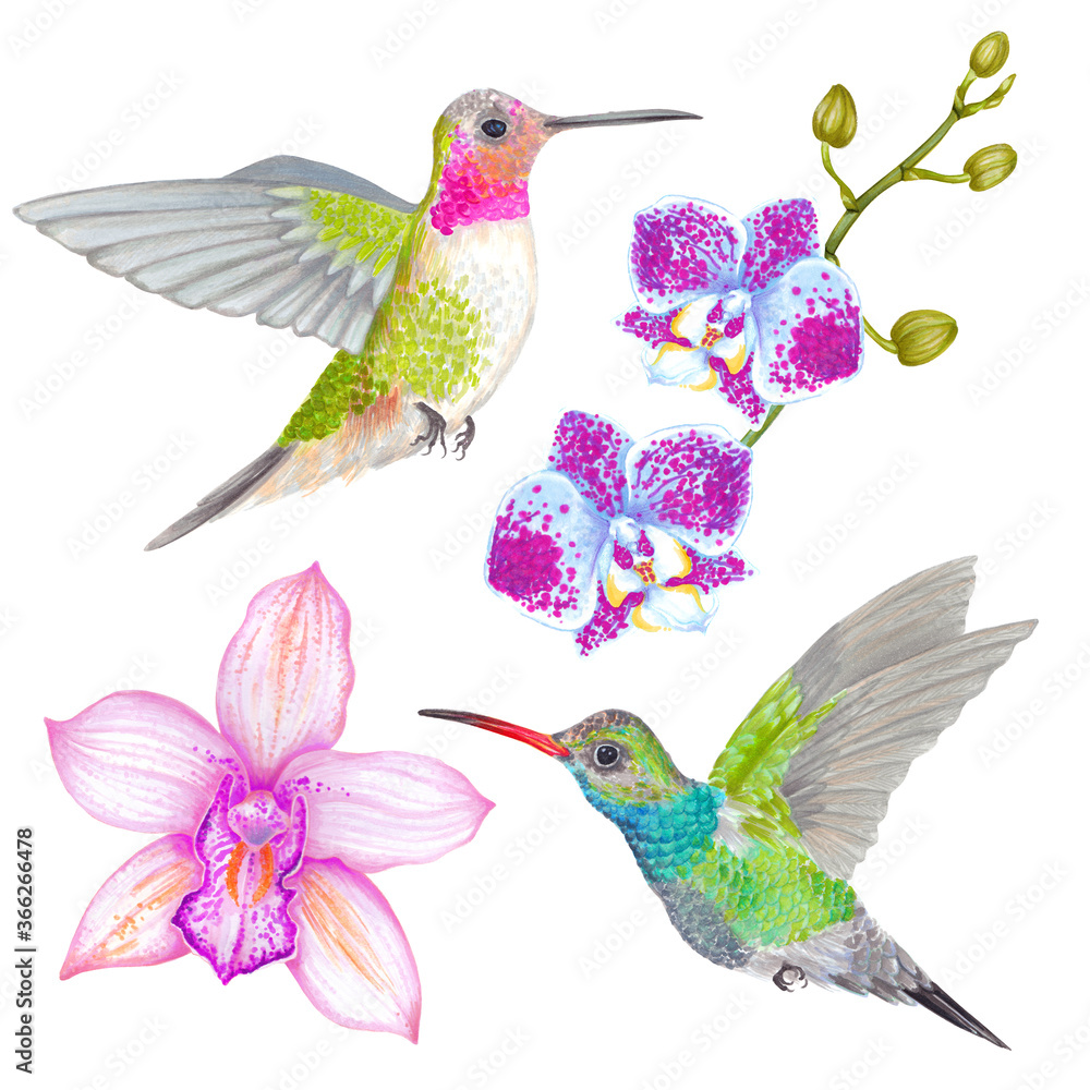 Obraz premium Watercolor tropical orchid flower background with bamboo leaves and colibri bird.