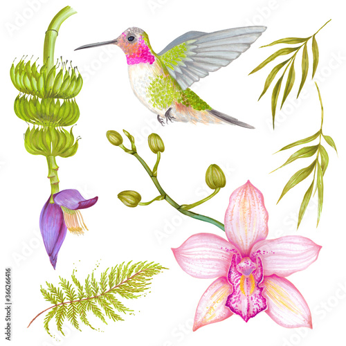 Watercolor tropical orchid flower with banana flower and colibri bird