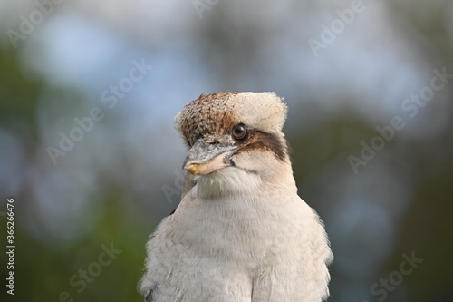 Kookaburra kingfishers bird native to Australia