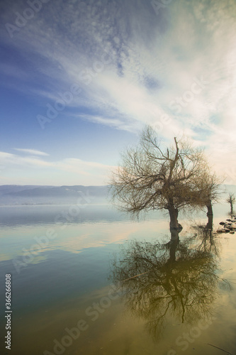 Tree's in and reflections in Ulubat Lake (Apolyont, Bursa, Turkey)
