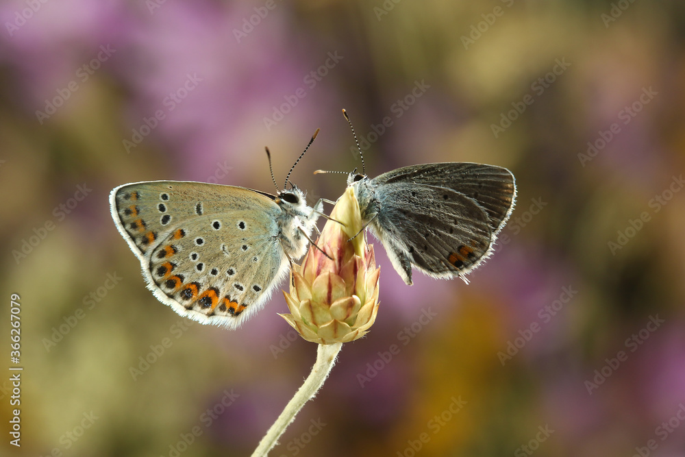 Two butterflies on a bud, Reverdin's blue and Short-tailed blue Two butterflies on a bud, Reverdin's blue and Short-tailed blue