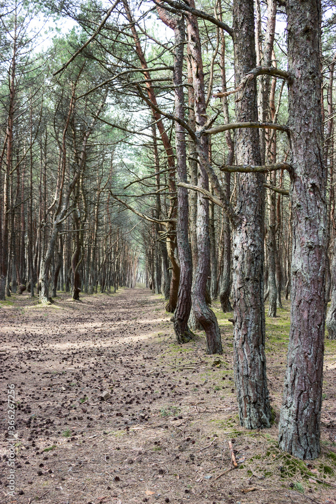 Pathway is in pine forest with lot of pine cones lying on earth at sunny day, woods are on the Kurshskaya Kosa or the Curonian Spit, the Kaliningrad Oblast, Russia Pathway is in pine forest with lot of pine cones lying on earth at sunny day, woods are on the Kurshskaya Kosa or the Curonian Spit, the Kaliningrad Oblast, Russia