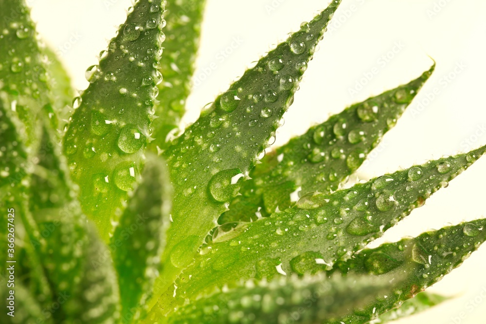 Aloe Vera plant - beige background Aloe Vera plant - beige background