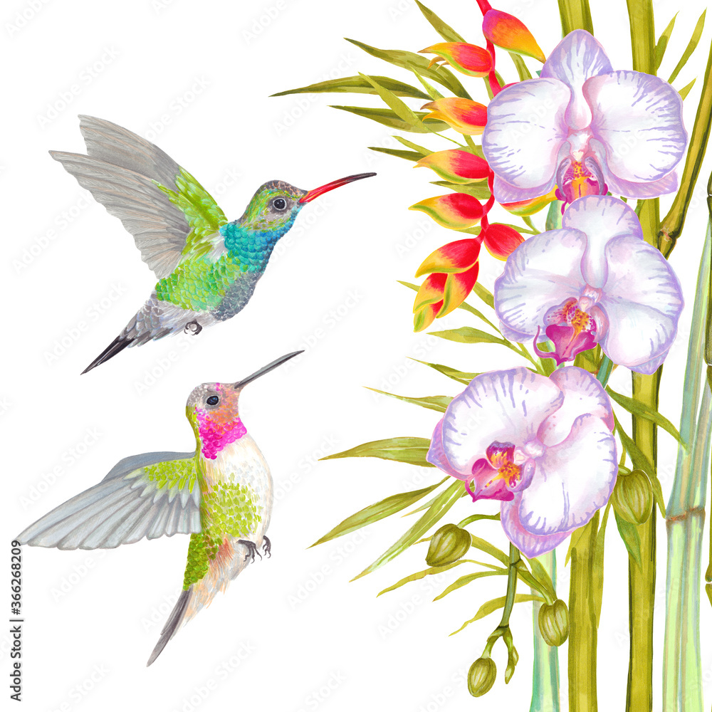 Obraz premium Watercolor tropical orchid flower, heliconia flower background with bamboo leaves and colibri bird.
