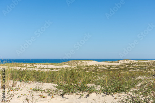 CAP FERRET  Bassin d Arcachon  France   vue sur les dunes