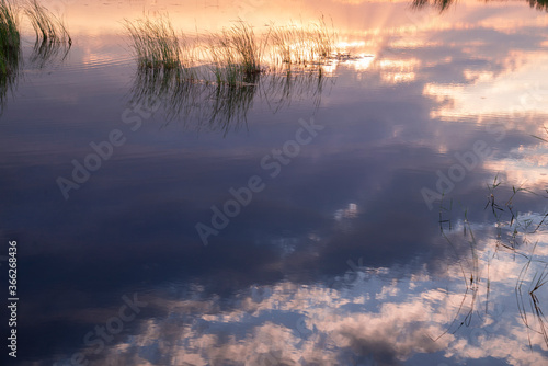 Reflection of sunset in the water with plants. Abstract background.
