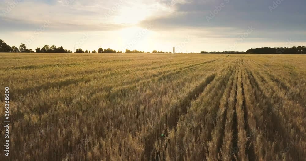 Aerial view: Flying above the ripe golden wheat field at sunrise