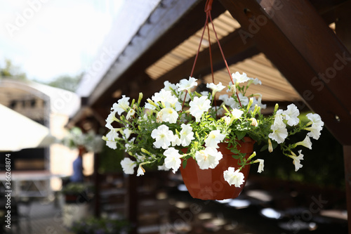 Flowerpot with flowers hanging on veranda. Home plant growing concept