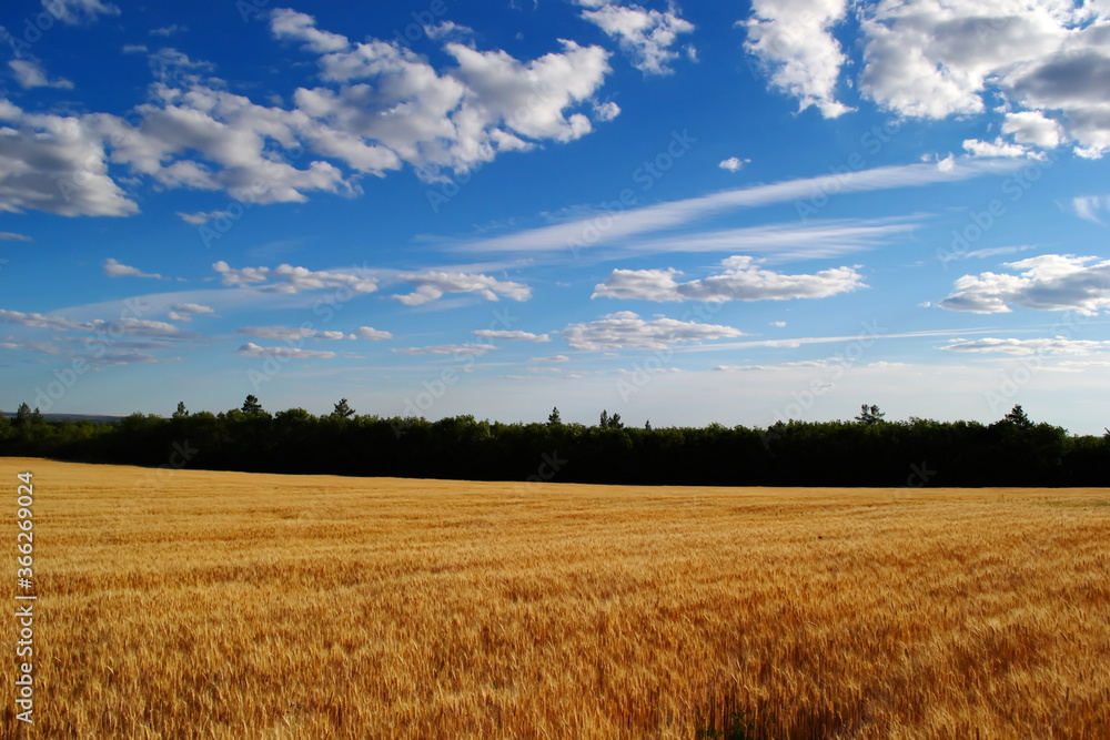 Wheat field against a blue sky with white clouds on a Sunny day in summer