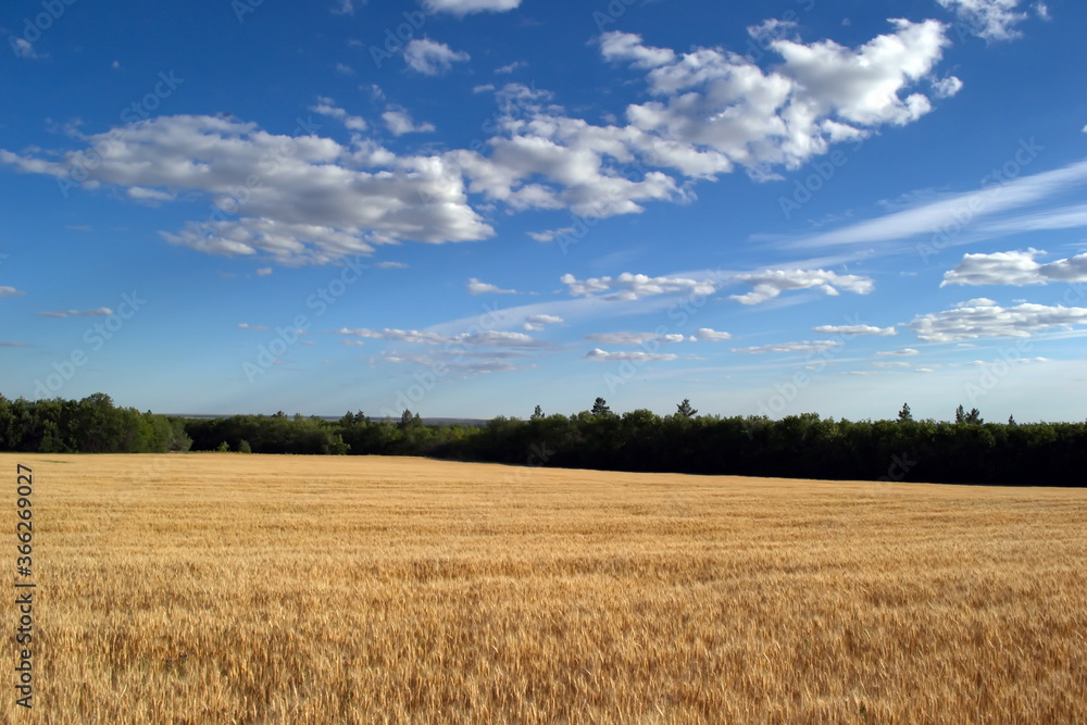 Wheat field against a blue sky with white clouds on a Sunny day in summer Wheat field against a blue sky with white clouds on a Sunny day in summer