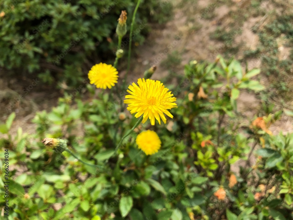 タンポポ タンポポ