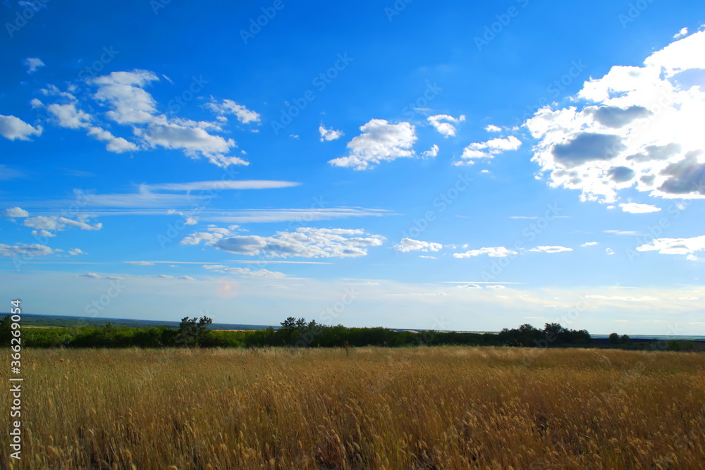 Wheat field against a blue sky with white clouds on a Sunny day in summer