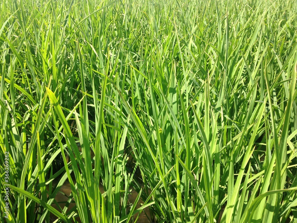 green wheat field green wheat field