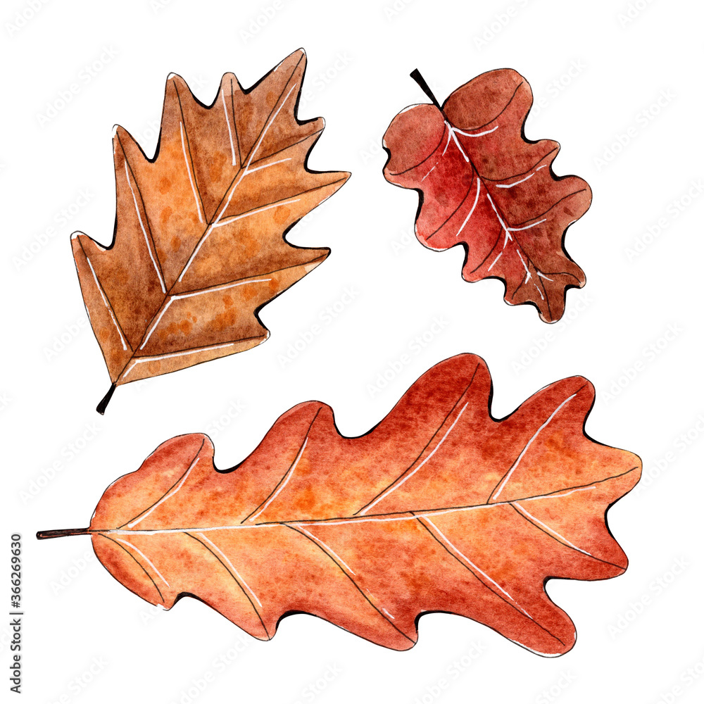 Fototapeta premium Hand painted watercolor oak leaves