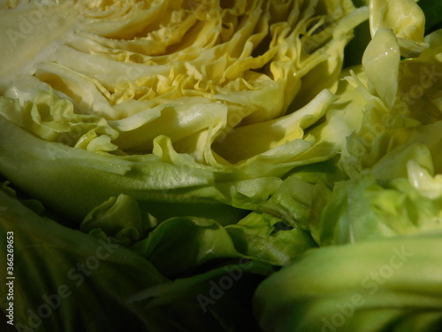 close up of green cabbage