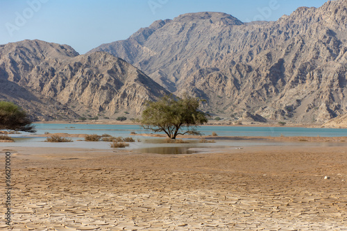 Full Wadi in the United Arab Emirates with tree within the beautiful mountains 