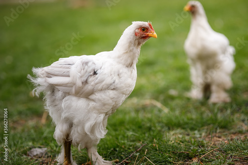 Close-up portrait of two white chickens. the breed of chicken of Upland bentamy. a breed of hens with shaggy legs cochin