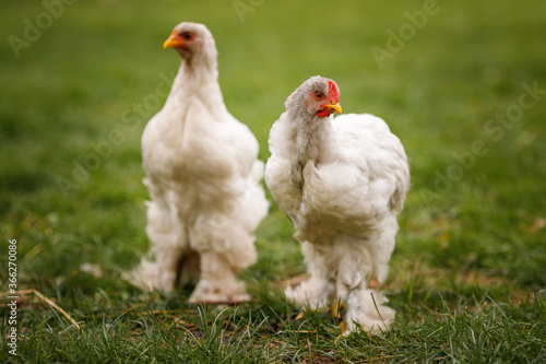 Close-up portrait of two white chickens. the breed of chicken of Upland bentamy. a breed of hens with shaggy legs cochin