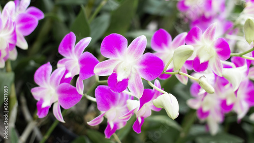 Spring purple orchid flower on a green left blured background.flower taken at an exhibition in Thailand during the day time.Selective focus.Orchid flower in garden.Dendrobium orchid.