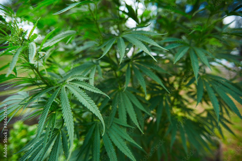 The Medicinal Cannabis leaves in outdoors. Shallow dof