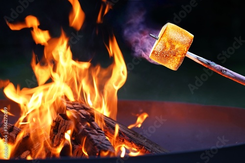 Grilled marshmallows on campfire with stick .