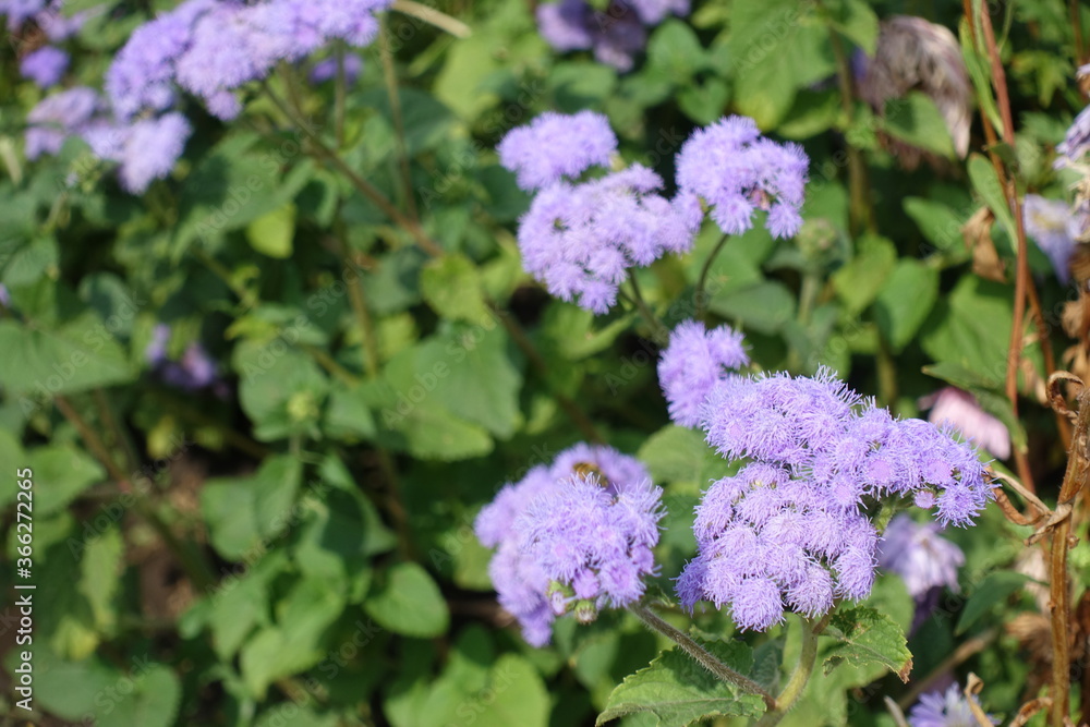 Ageratum houstonianum in full bloom in mid September Ageratum houstonianum in full bloom in mid September