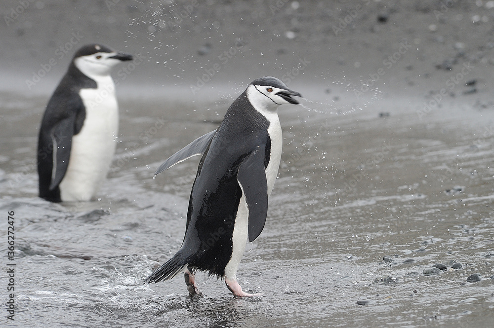 Obraz premium Chinstrap penguin