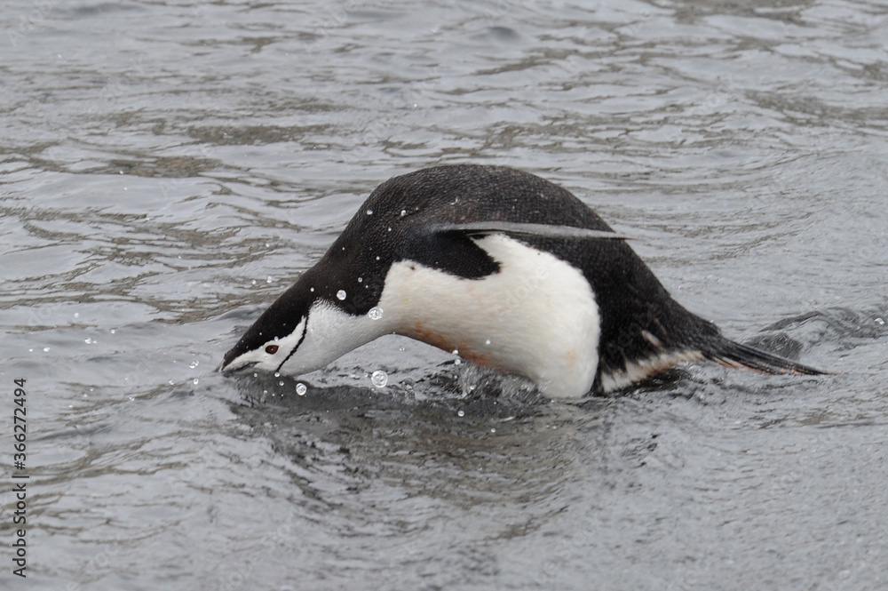Fototapeta premium Chinstrap penguin