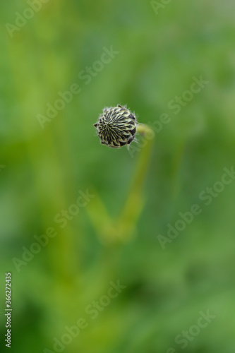 Giant scabious