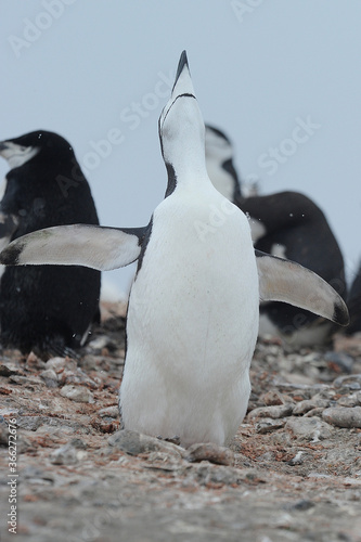 Chinstrap penguin