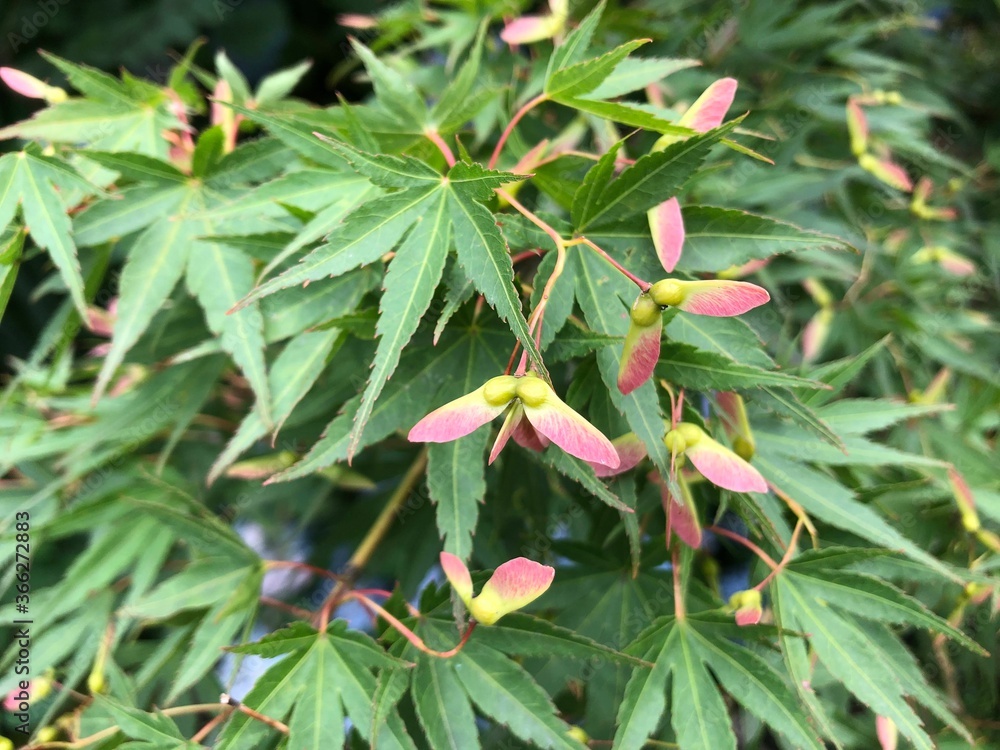 葉っぱ 葉っぱ