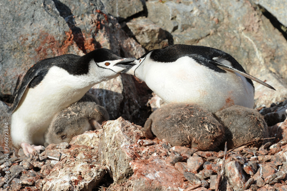 Fototapeta premium Chinstrap penguin
