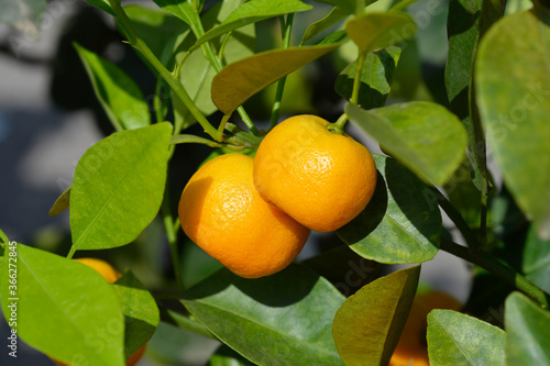 Photos Calamondin orange