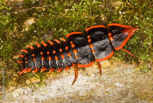 Trilobite beetle, Duliticola, a rare insect of Borneo.