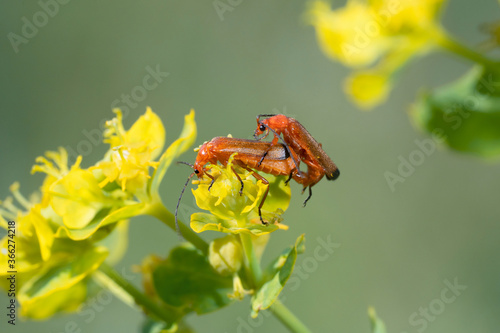 Mating beetles. Cantharis livida is a species of soldier beetle belonging to the genus Cantharis family Cantharidae.