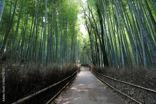 嵐山 竹林の小径