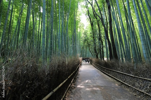 嵐山 竹林の小径