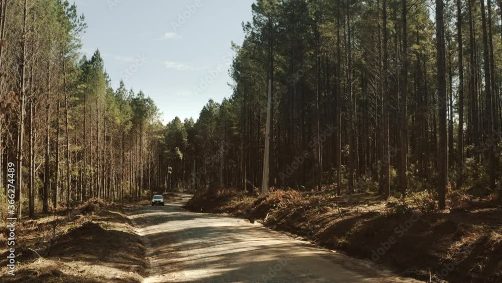 camionete passa por estrada em meio a floresta com árvores, pinheiros e céu azul em dia ensolarado camionete passa por estrada em meio a floresta com árvores, pinheiros e céu azul em dia ensolarado