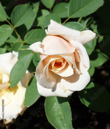 Rose_lachsfarben