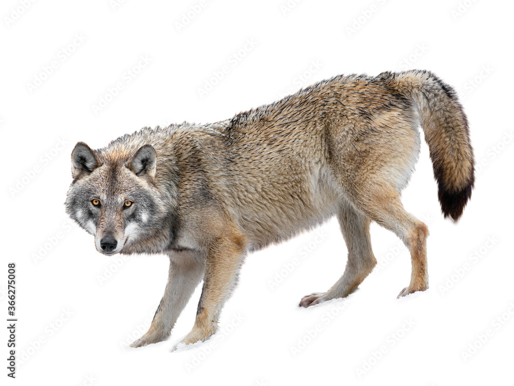 Fototapeta premium Gray Wolf is isolated on a white background.