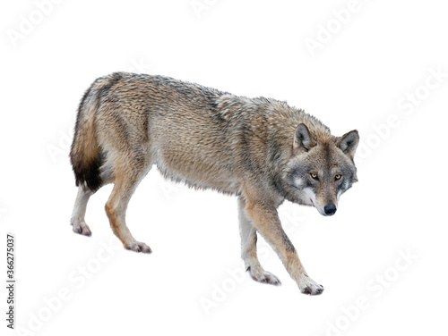 Foto Walking gray wolf isolated on white