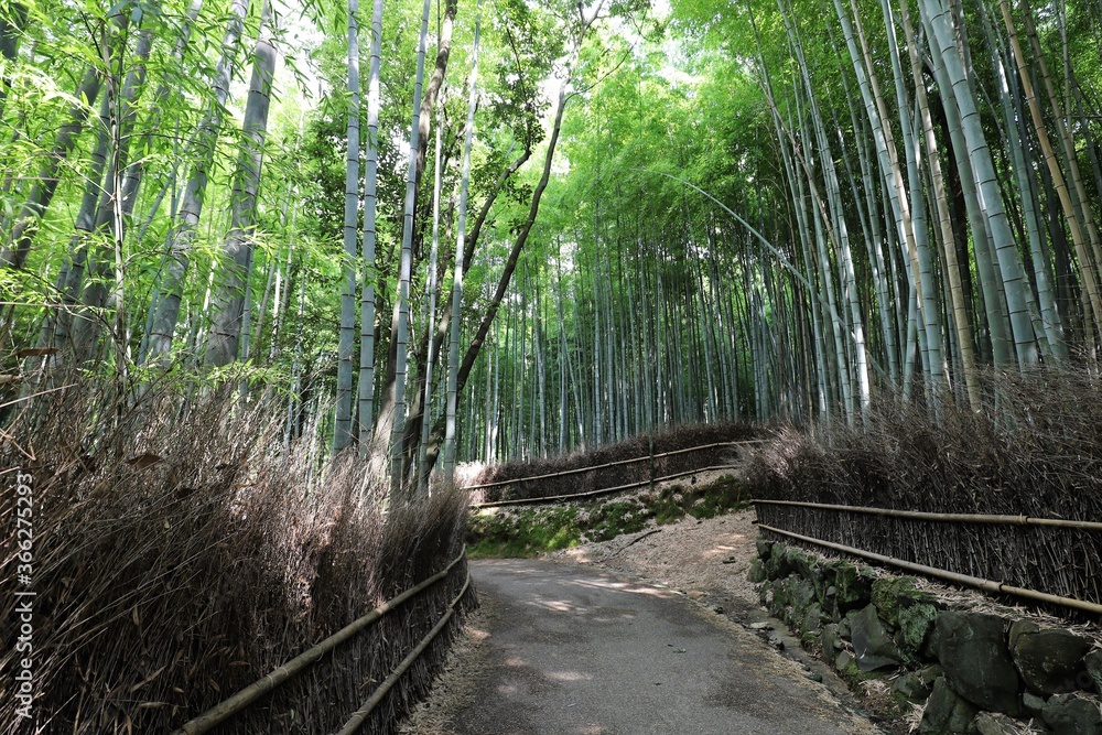 Fototapeta premium 嵐山 竹林の小径