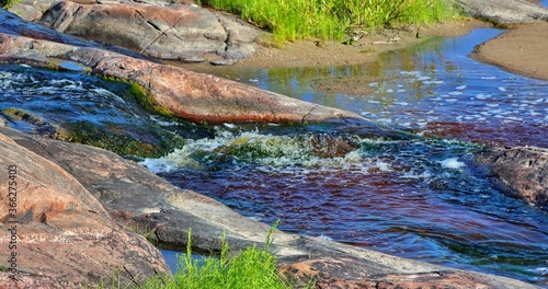 crocodile in the water
