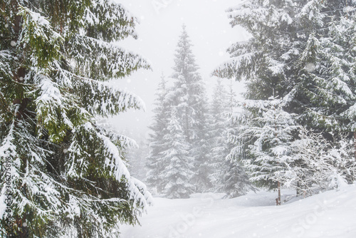 Εκτύπωση καμβά Bewitching stern panorama of tall fir trees