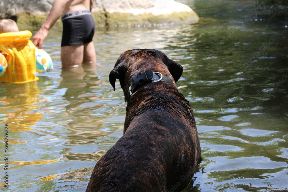 baignade a la rivière chien et famille