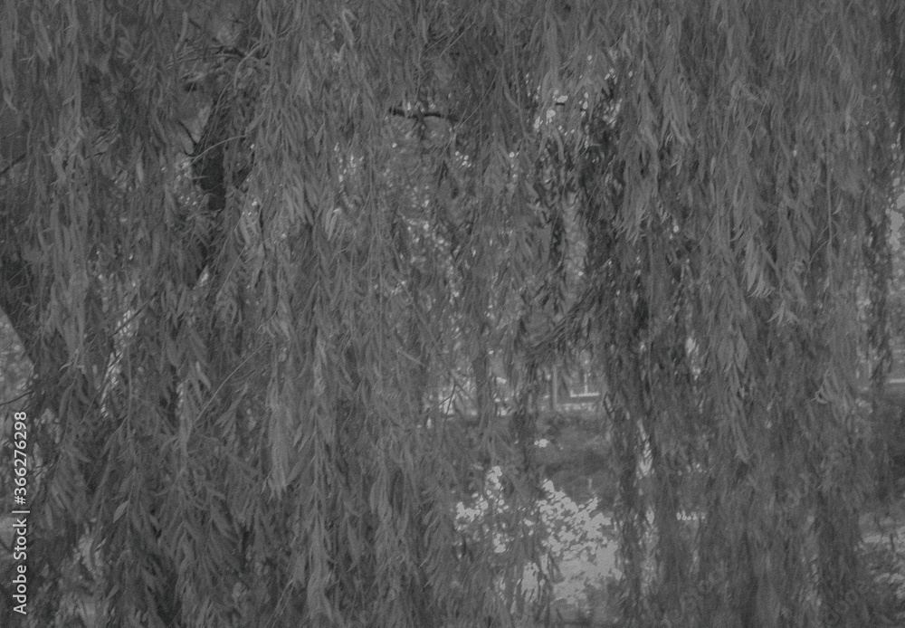 Obraz premium #나무 #tree