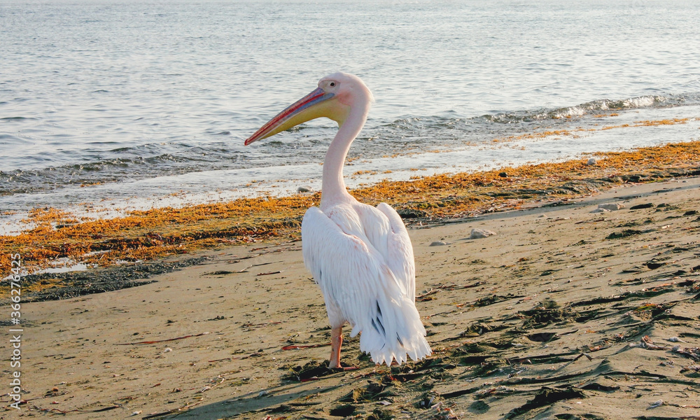 Great white or eastern pelican, rosy pelican is bird in pelican family. Close up portrait of Pelecanus onocrotalus on sea. It breeds from southeastern Europe Asia & Africa in swamps and shallow lakes Great white or eastern pelican, rosy pelican is bird in pelican family. Close up portrait of Pelecanus onocrotalus on sea. It breeds from southeastern Europe Asia & Africa in swamps and shallow lakes