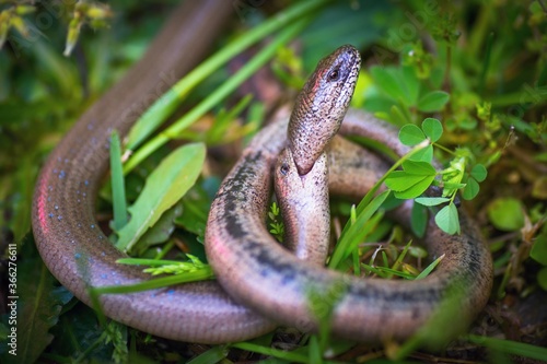 Fotografie A pair of slow-worm (anguis fragilis) holds head during  courtship