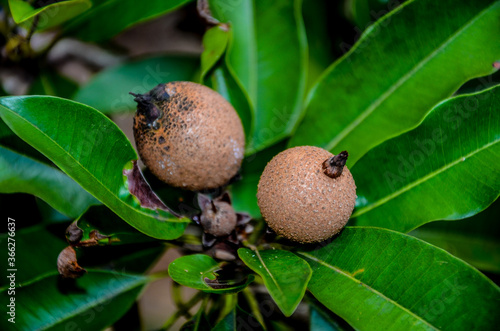 Manilkara zapota, commonly known as sapodilla, sapota, chikoo, naseberry, or nispero is a long-lived, evergreen tree native to southern Mexico, Central America and the Caribbean. photo